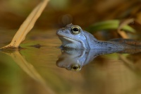 Skokan ostronosy - Rana arvalis - Moor Frog 9949